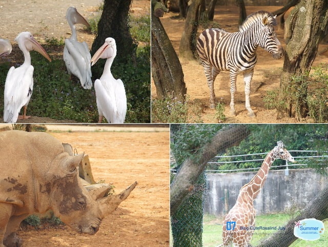 【遊記】六福村+六福水樂園。一整天都嗨翻了的玩樂行程❤