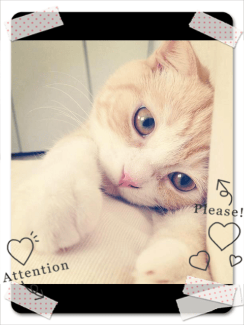 【LIFE】依然是超級豐富。2、3、4月的蘋果生活哀鳳札記(上)❤