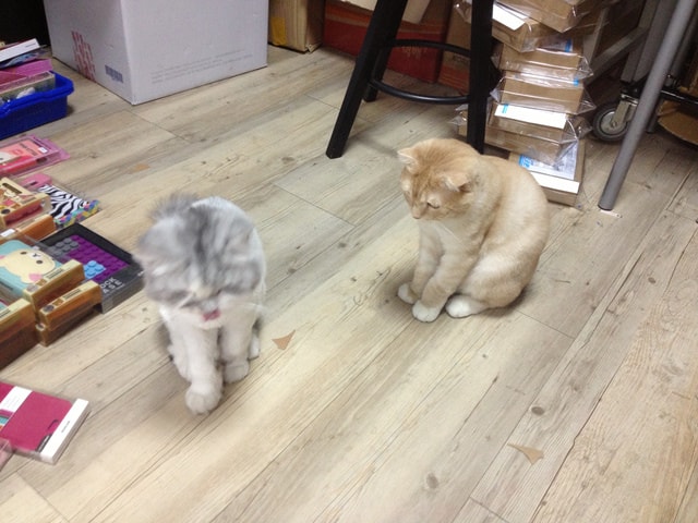 【隨筆】照片記錄生活。4、5月的蘋果生活哀鳳札記❤