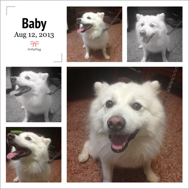 【札記】照片記錄日常點滴。七八月的蘋果哀鳳生活小記事❤ - 第45張圖 【札記】照片記錄日常點滴。七八月的蘋果哀鳳生活小記事❤