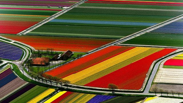 cultuur-van-tulpenvelden-in-nederland-amsterdam-x-543397