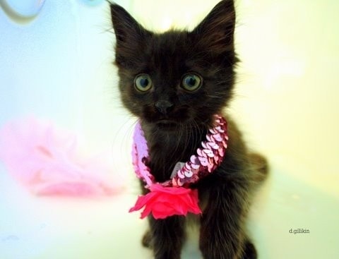 【逼先生專欄】《2014春夏流行趨勢》跟小逼一起掌握時尚潮流 - 第4張圖 01 (2)