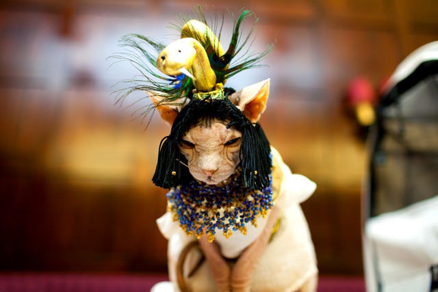 【逼先生專欄】《2014春夏流行趨勢》跟小逼一起掌握時尚潮流 - 第7張圖 Cat_Fashion_Show_(1)