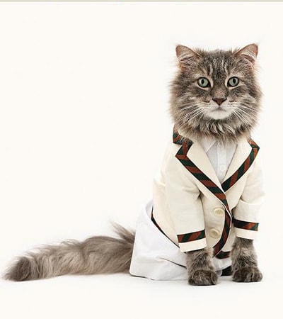 【逼先生專欄】《2014春夏流行趨勢》跟小逼一起掌握時尚潮流 - 第14張圖 cat-fashion-show-4