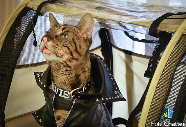 【逼先生專欄】《2014春夏流行趨勢》跟小逼一起掌握時尚潮流 - 第19張圖 gallery-756-image-7066