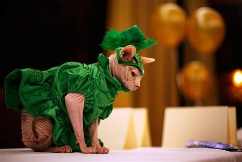 【逼先生專欄】《2014春夏流行趨勢》跟小逼一起掌握時尚潮流 - 第22張圖 080808-feline-fashion-hmed-615a.grid-6x2