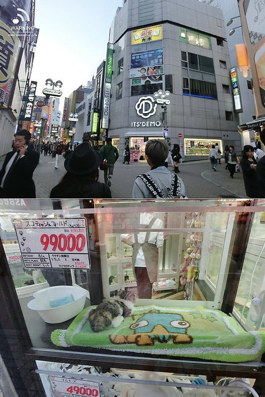 【東京行】DAY 2.竹下通、元祖壽司、涉谷109、迪士尼專賣店、超好吃燒肉 - 第48張圖 CIMG0311