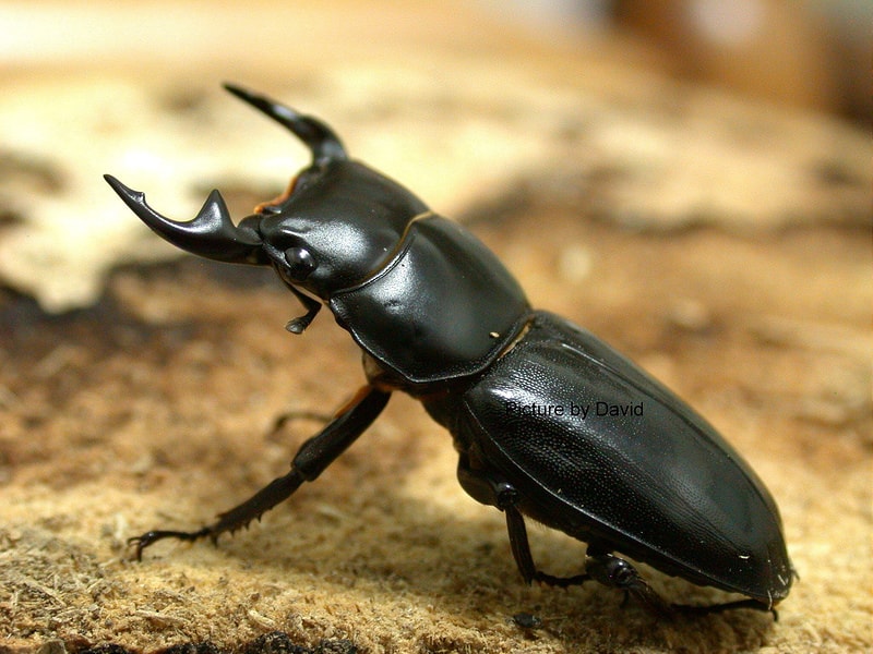 【逼先生專欄】《完全防搶手冊》義大利行前必讀防搶要點 - 第5張圖 gracil15