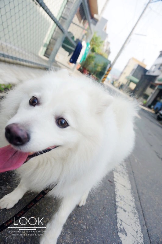 【穿搭】天氣漸漸回暖了。來個初春四套花漾穿搭LOOK - 第17張圖 DSC01718