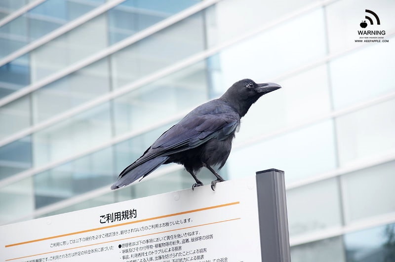 【東京行】DAY 3.秋葉原、銀座超好吃水果派、比內雞、餃子的王將 - 第14張圖 s (1)