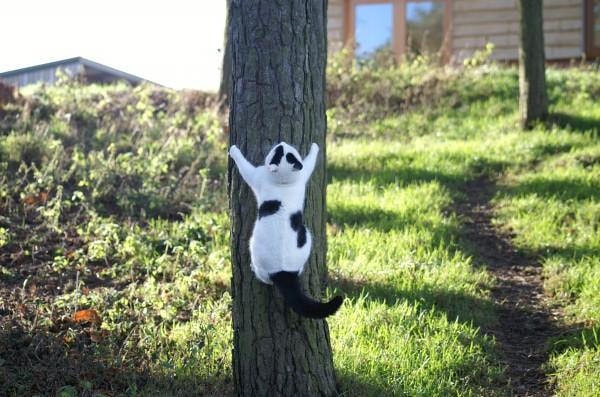 【逼先生專欄】《貓的冷知識》貓咪的世界真是太神奇了!!! - 第5張圖 03