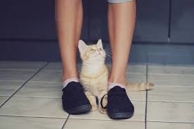 【逼先生專欄】《貓的冷知識》貓咪的世界真是太神奇了!!! - 第14張圖 12