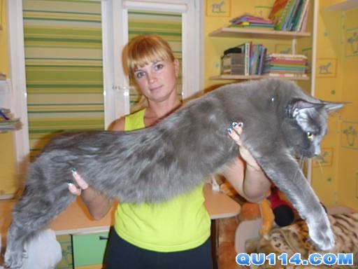 【逼先生專欄】《貓的冷知識》貓咪的世界真是太神奇了!!! - 第17張圖 15