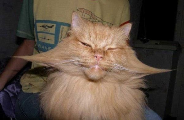 【逼先生專欄】《貓的冷知識》貓咪的世界真是太神奇了!!! - 第18張圖 16