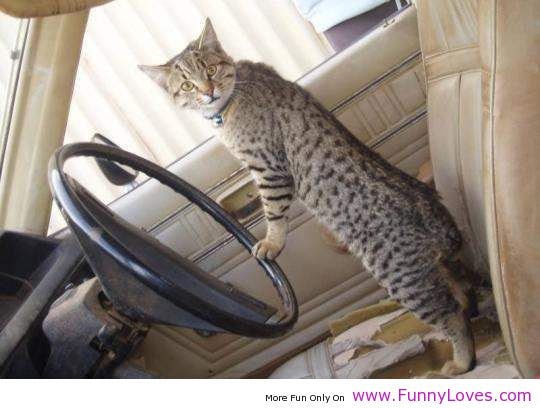 【逼先生專欄】《貓的冷知識》貓咪的世界真是太神奇了!!! - 第20張圖 18