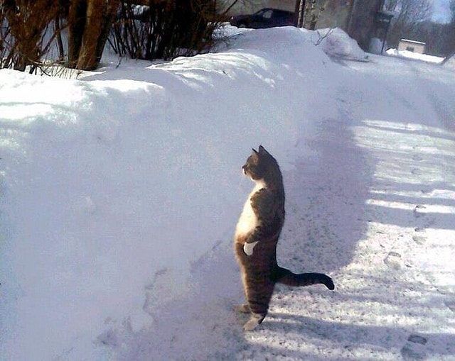 【逼先生專欄】《貓的冷知識》貓咪的世界真是太神奇了!!! - 第22張圖 22