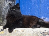 【逼先生專欄】《貓的冷知識》貓咪的世界真是太神奇了!!! - 第23張圖 21