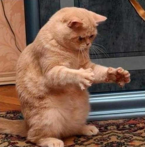 【逼先生專欄】《貓的冷知識》貓咪的世界真是太神奇了!!! - 第25張圖 23