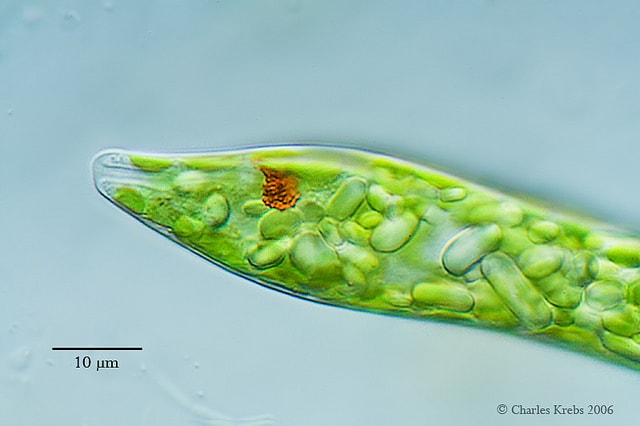 euglena6555