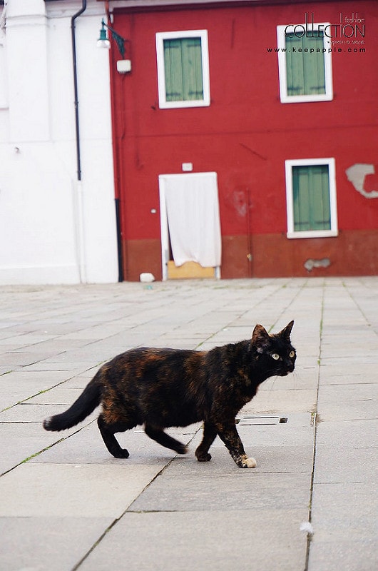 【國外遊記】現實中的夢幻童話世界。威尼斯布拉諾彩色島 - 第45張圖 DSC04482