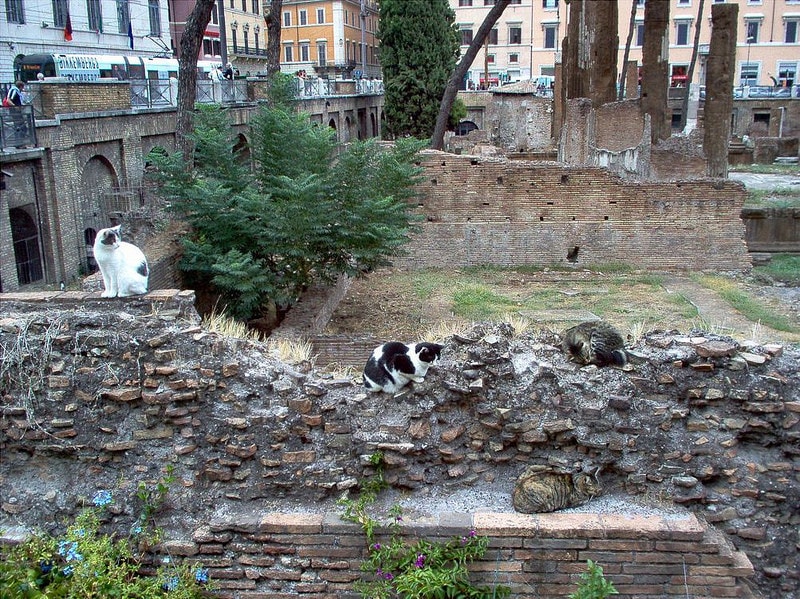 Cats-at-Largo-di-Torre-Argentina