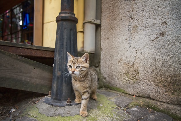 Istanbul Cat Blog