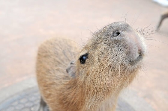 (www.spaceworld.co.jp)003