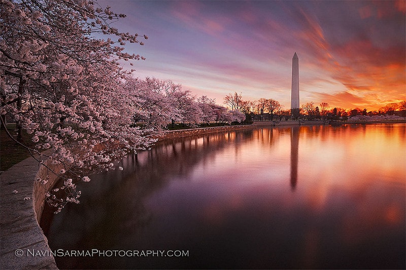 Cherry Blossom Sunrise