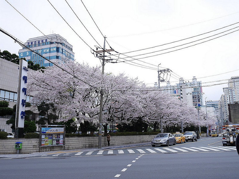 【逼先生專欄】《釜山自由行全攻略》機票、訂房、機場交通一次搞定!!! - 第62張圖 P1000153