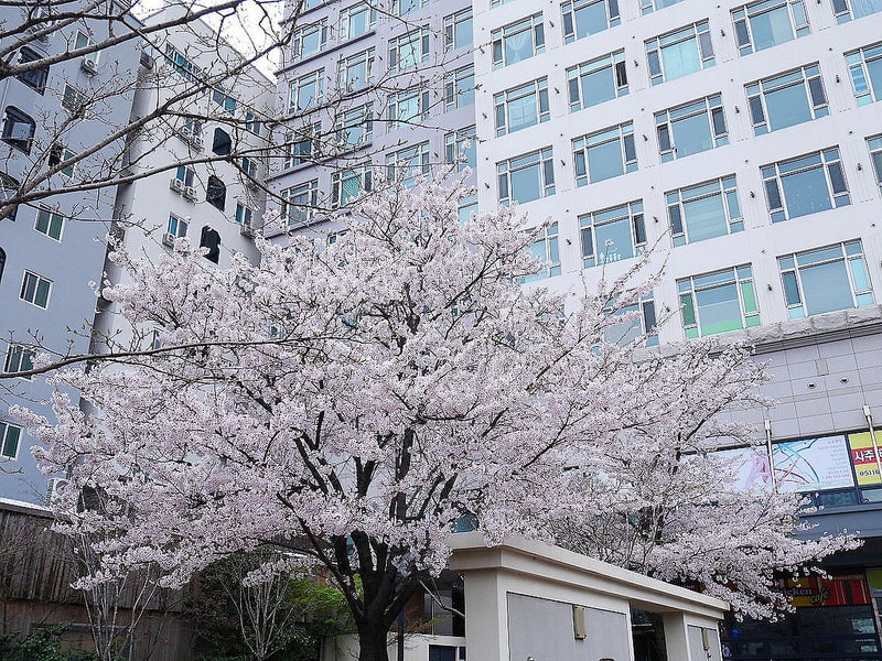 【逼先生專欄】《釜山自由行全攻略》機票、訂房、機場交通一次搞定!!! - 第63張圖 P1000155