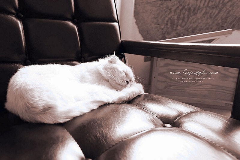 【穿搭】Denim永遠的穿搭好夥伴。三件經典品味牛仔褲穿搭 - 第6張圖 IMG_7125