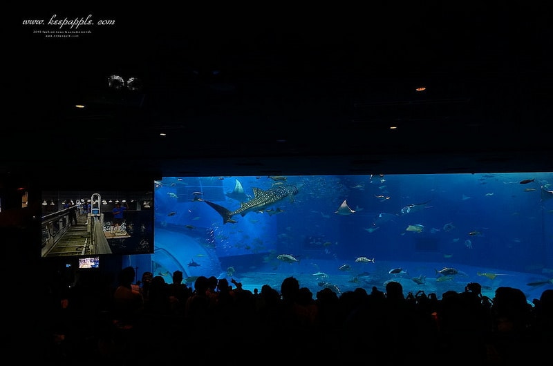 【逼先生專欄】沖繩自由行之總行程規劃篇:由南到北玩不停噠 - 第92張圖 DSC07117