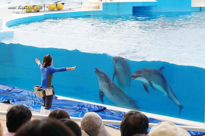 【逼先生專欄】沖繩自由行之總行程規劃篇:由南到北玩不停噠 - 第93張圖 DSC07223