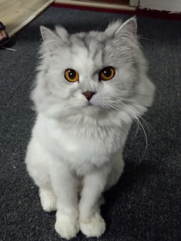 13091988_1267383293289484_2668266019773879349_n