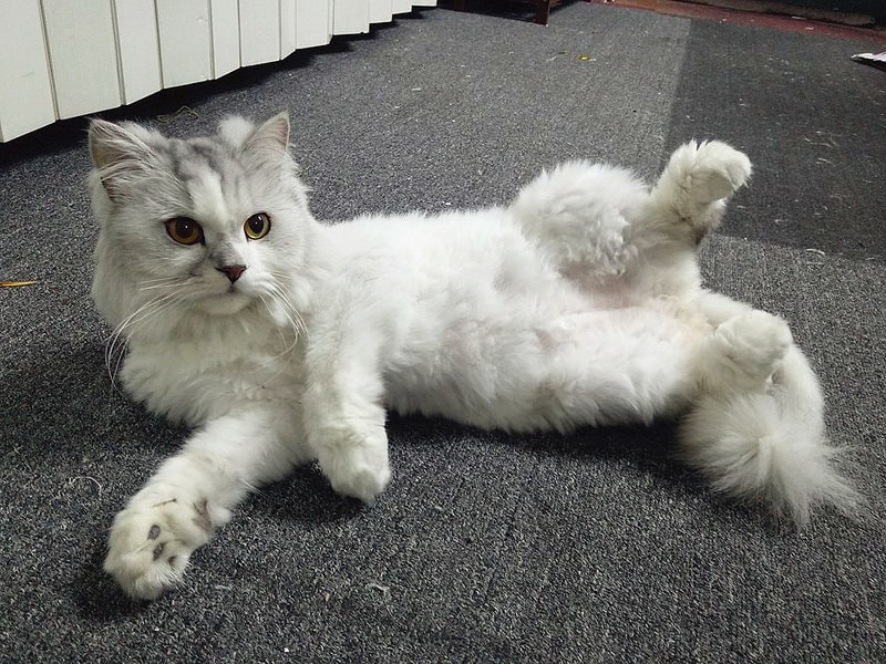 13102869_1267382763289537_5799383618957679797_n