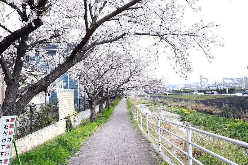 【逼先生專欄】《九州自由行:福岡篇》太宰府天滿宮、竈門神社,以及滿滿的美食之旅來噠~ - 第5張圖 IMG_4016
