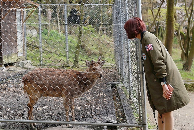 【逼先生專欄】《九州自由行:福岡篇》太宰府天滿宮、竈門神社,以及滿滿的美食之旅來噠~ - 第23張圖 IMG_4160