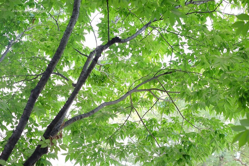 【逼先生專欄】《大邱自由行全攻略》3號線新南站:宛如歐洲的青蘿之丘、必食美城堂薄餃子~ - 第15張圖 DSCF2519