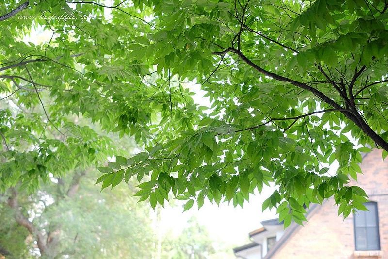 【逼先生專欄】《大邱自由行全攻略》3號線新南站:宛如歐洲的青蘿之丘、必食美城堂薄餃子~ - 第16張圖 DSCF2521