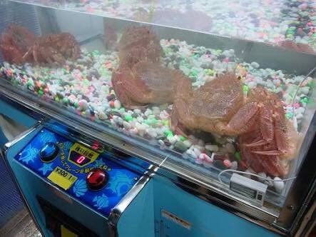 【逼先生專欄】《暴走的夾娃娃機特輯》好像是混進了的奇怪物品!!! - 第2張圖 (twitter.com)釧路