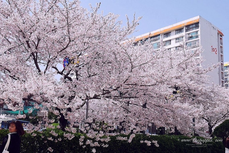 【逼先生專欄】《2018釜山自由行全攻略》搭地鐵玩遍釜山:行程建議、熱門景點、美食分享懶人包~ - 第147張圖 P1450832