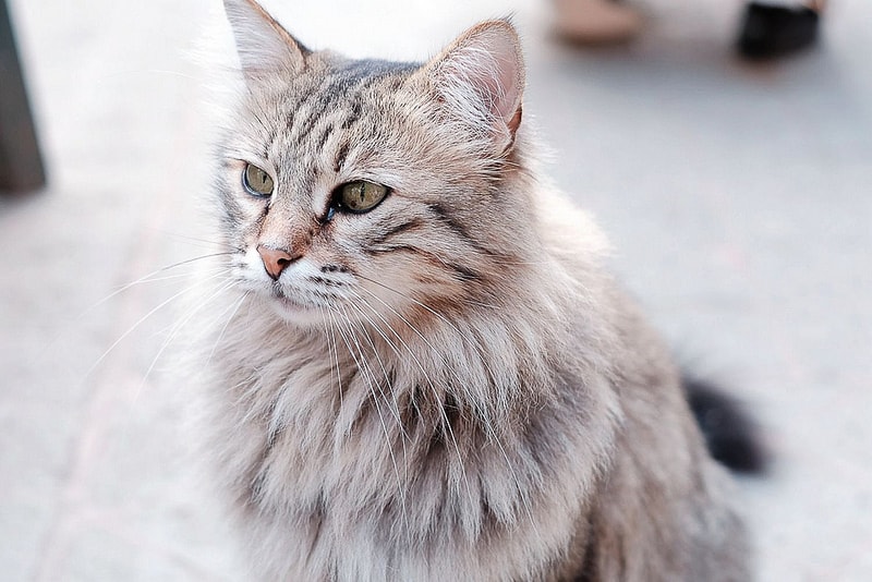 【逼先生專欄】《土耳其行前注意事項》不能比OK、小便斗超高這都是什麼事??? - 第4張圖 002a