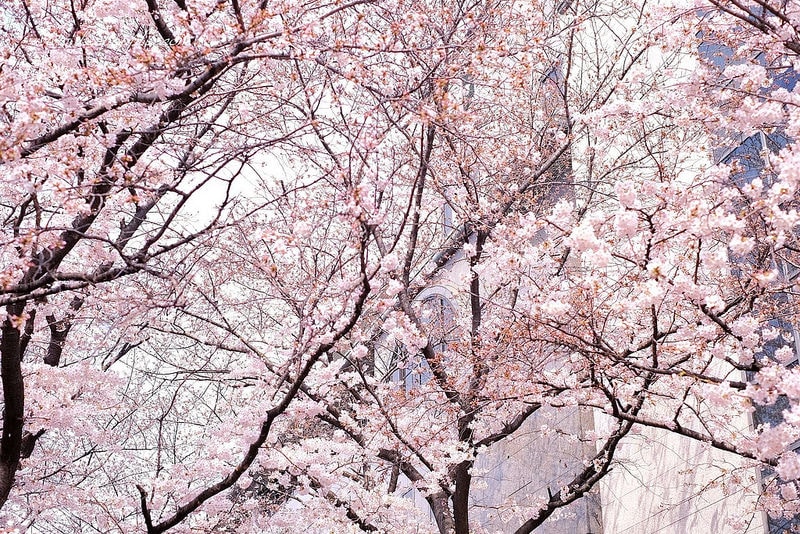 【逼先生專欄】自由行必備「Global」WIFI機~(最新超值優惠8折+寄件免運 日本每日$103元起) - 第8張圖 DSCF8155