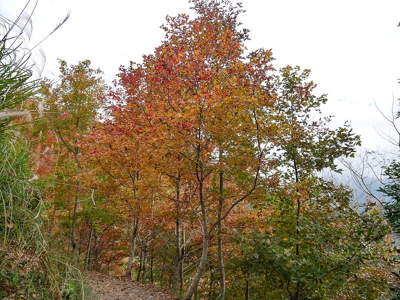 【國內輕旅行】鈦美旅行社 TM Travel規劃的新竹司馬庫斯露營車之旅。懶人露營旅遊好適合沒時間的媽媽族群! - 第48張圖 P1290230