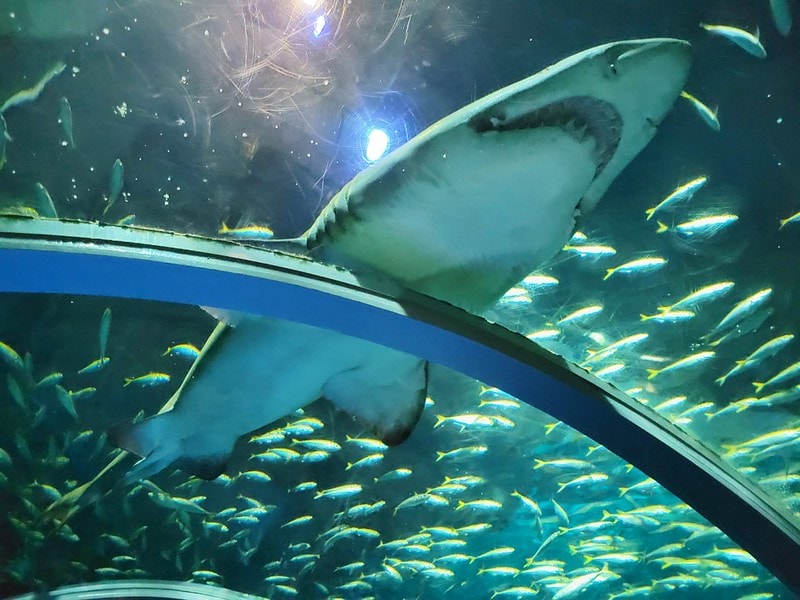 LINE_ALBUM_北海道Day 1~3_230826_18