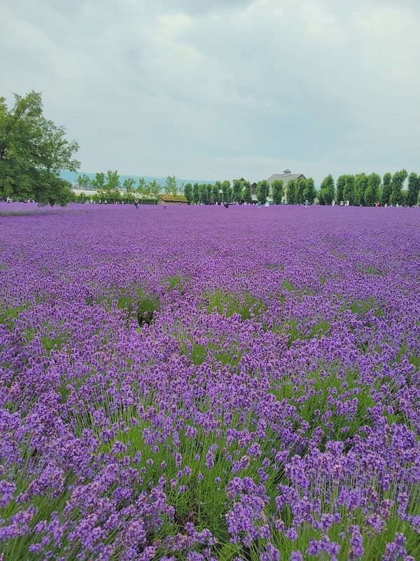 LINE_ALBUM_北海道Day 4~6_230826_61