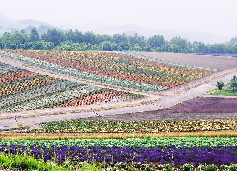 LINE_ALBUM_北海道Day 4~6_230826_70